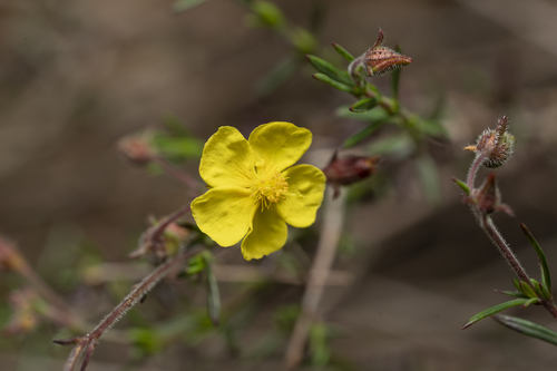 Fumana laevis (Fumana laevis)