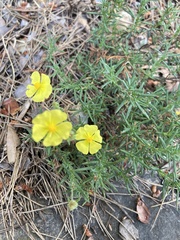 Fumana laevis (Fumana laevis)