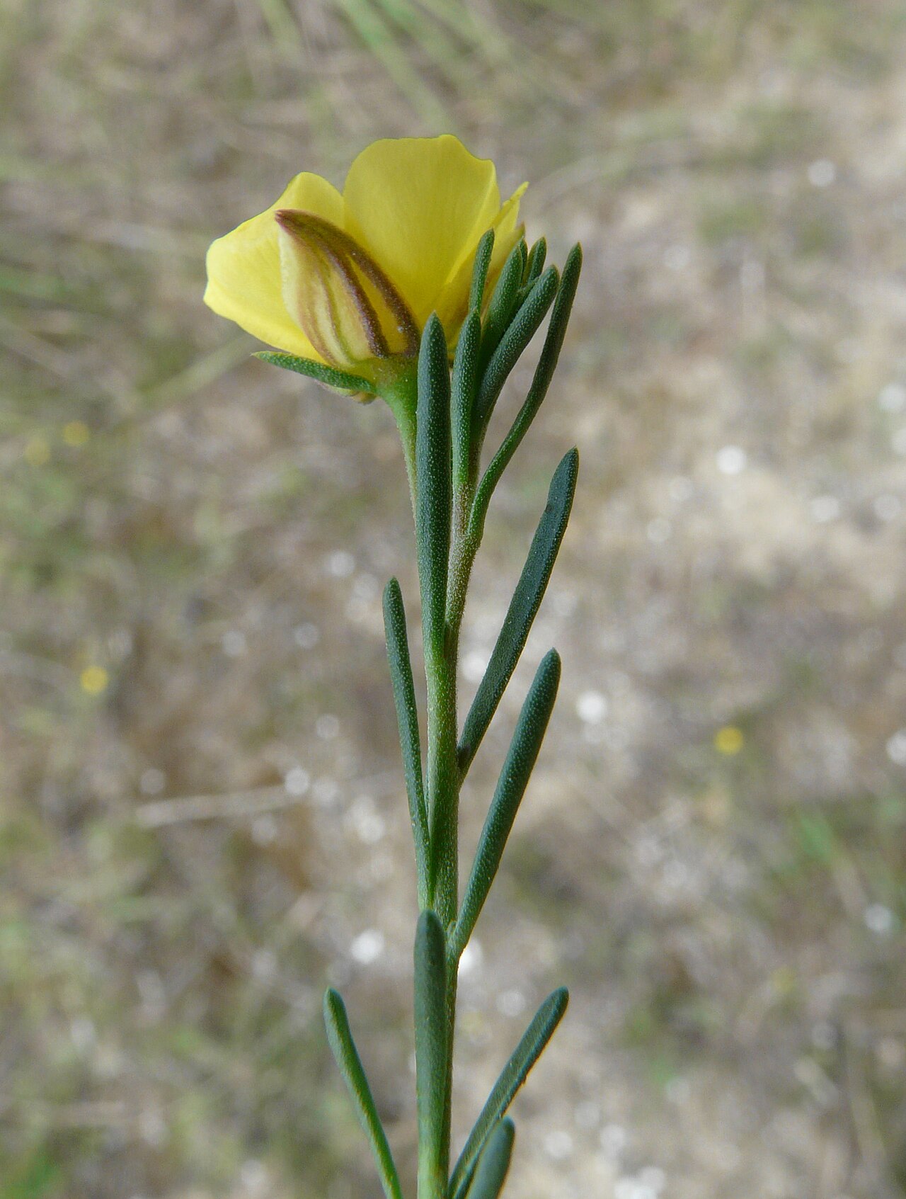 Fumana procumbens: Fumana procumbens