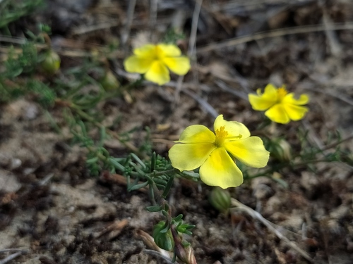 Fumana procumbens (Fumana procumbens)