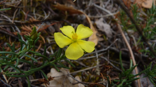 Fumana procumbens (Fumana procumbens)