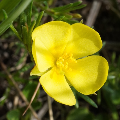 Fumana procumbens (Fumana procumbens)
