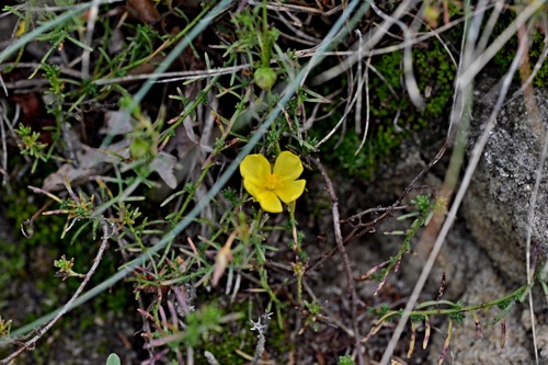 Fumana procumbens (Fumana procumbens)