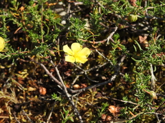 Fumana procumbens (Fumana procumbens)