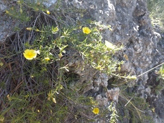 Fumana procumbens (Fumana procumbens)