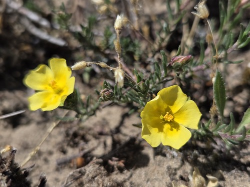 Fumana procumbens (Fumana procumbens)