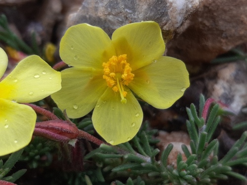 Fumana procumbens (Fumana procumbens)