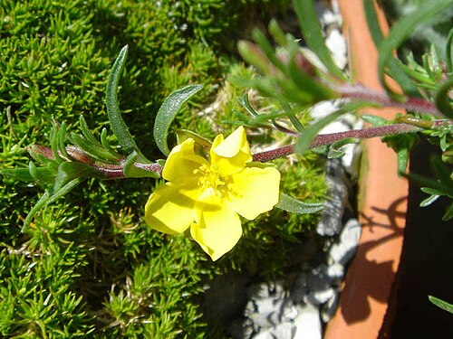 Fumana procumbens: Fumana procumbens