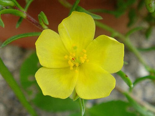 Fumana procumbens: Fumana procumbens