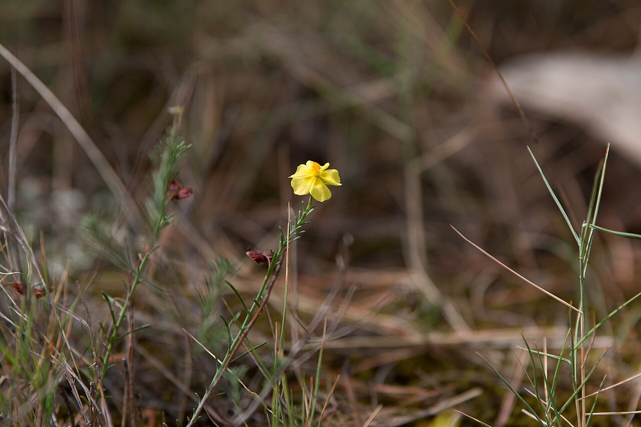 Fumana procumbens: Stem of Fumana procumbens