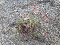 Fumana scoparia (Fumana scoparia)