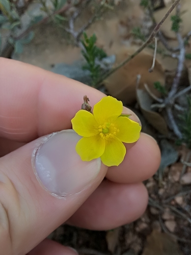 Fumana scoparia (Fumana scoparia)