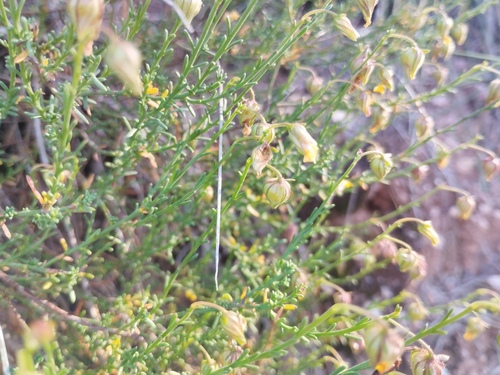 Fumana scoparia (Fumana scoparia)