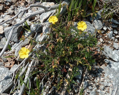 Fumana scoparia (Fumana scoparia)