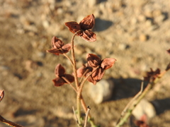 Fumana scoparia (Fumana scoparia)