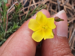 Fumana scoparia (Fumana scoparia)