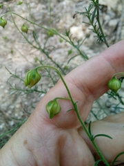 Fumana scoparia (Fumana scoparia)