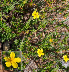 Fumana thymifolia (Fumana thymifolia)