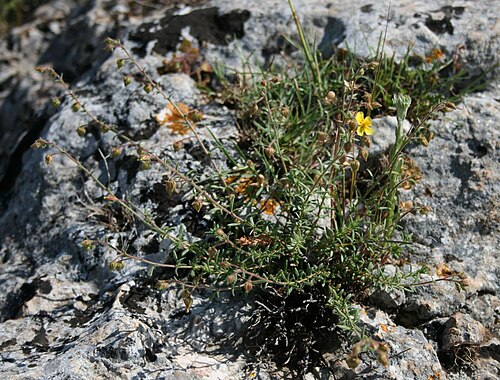 Fumana thymifolia: Fumana thymifolia , Zistrosengewächse (Cistaceae) - Italien/Italia/Italy: Apulien/Puglia, Prov. Foggia, südöstlich unter Rignano Garganico