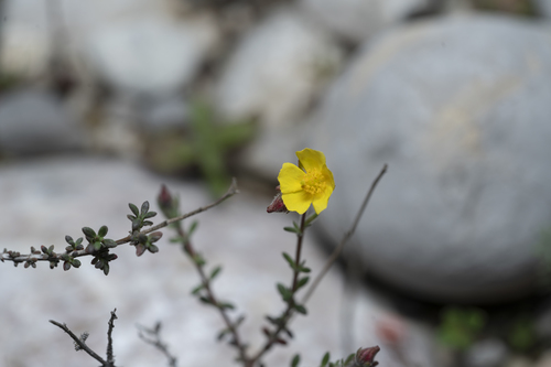 Fumana thymifolia (Fumana thymifolia)