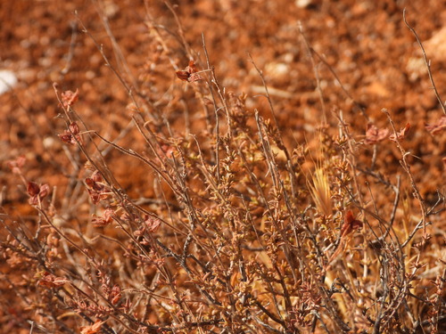 Fumana thymifolia (Fumana thymifolia)