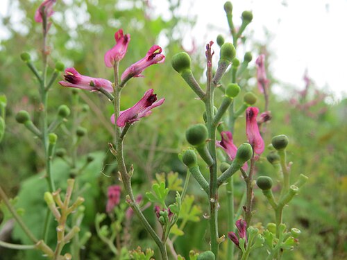 Drug fumitory: Gewöhnlicher Erdrauch ( Fumaria officinalis ) auf einem Schuttplatz in Hockenheim