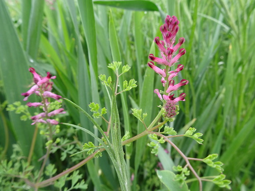 Drug fumitory (Fumaria officinalis)