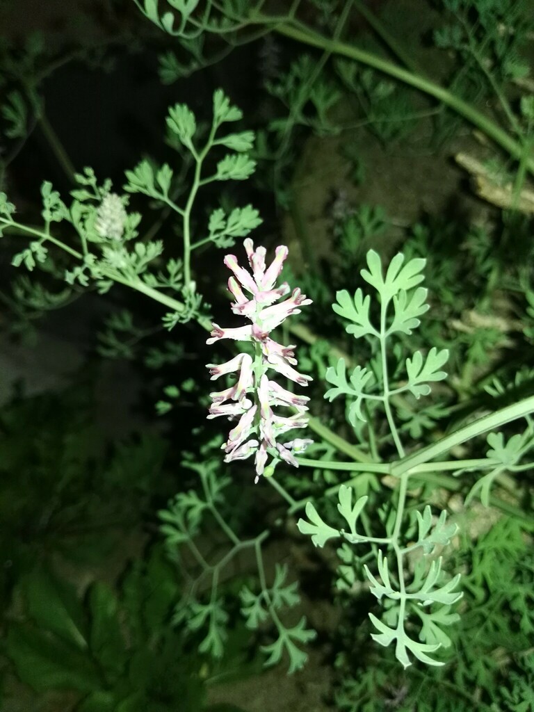 Drug fumitory (Fumaria officinalis)
