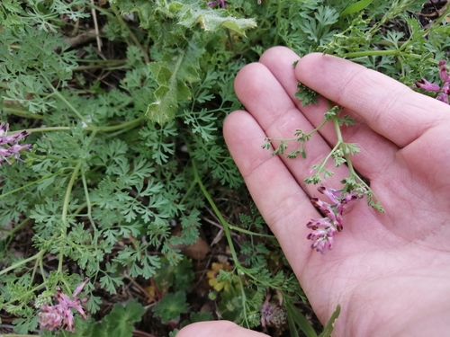 Drug fumitory (Fumaria officinalis)