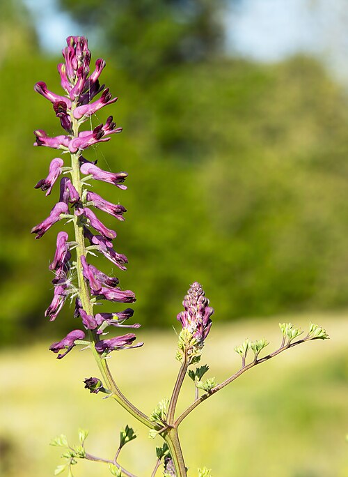 Drug fumitory: Drug fumitory - Inflorescence