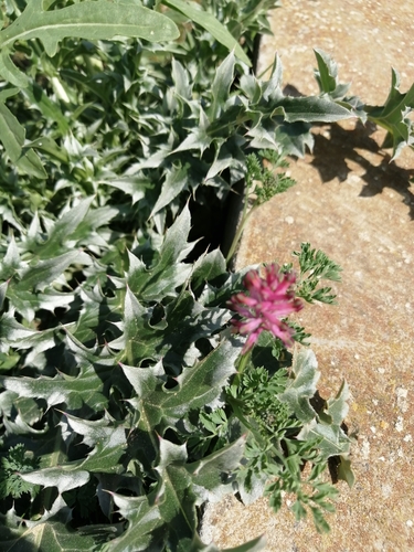 Drug fumitory (Fumaria officinalis)