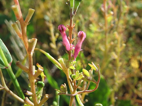 Drug fumitory: Gewöhnlicher Erdrauch ( Fumaria officinalis ) auf einem Schuttplatz in Hockenheim