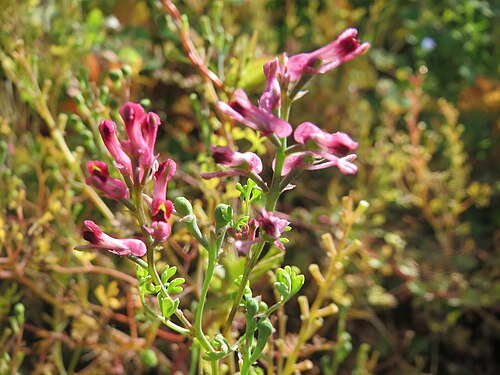Drug fumitory: Gewöhnlicher Erdrauch ( Fumaria officinalis ) auf einem Schuttplatz in Hockenheim