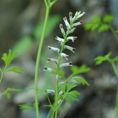 Drug fumitory (Fumaria officinalis)