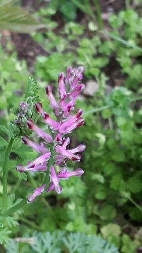 Drug fumitory (Fumaria officinalis)