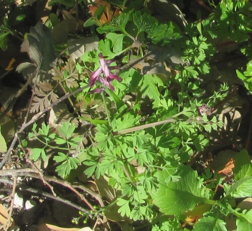 Drug fumitory (Fumaria officinalis)