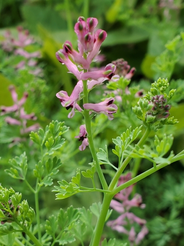 Drug fumitory (Fumaria officinalis)