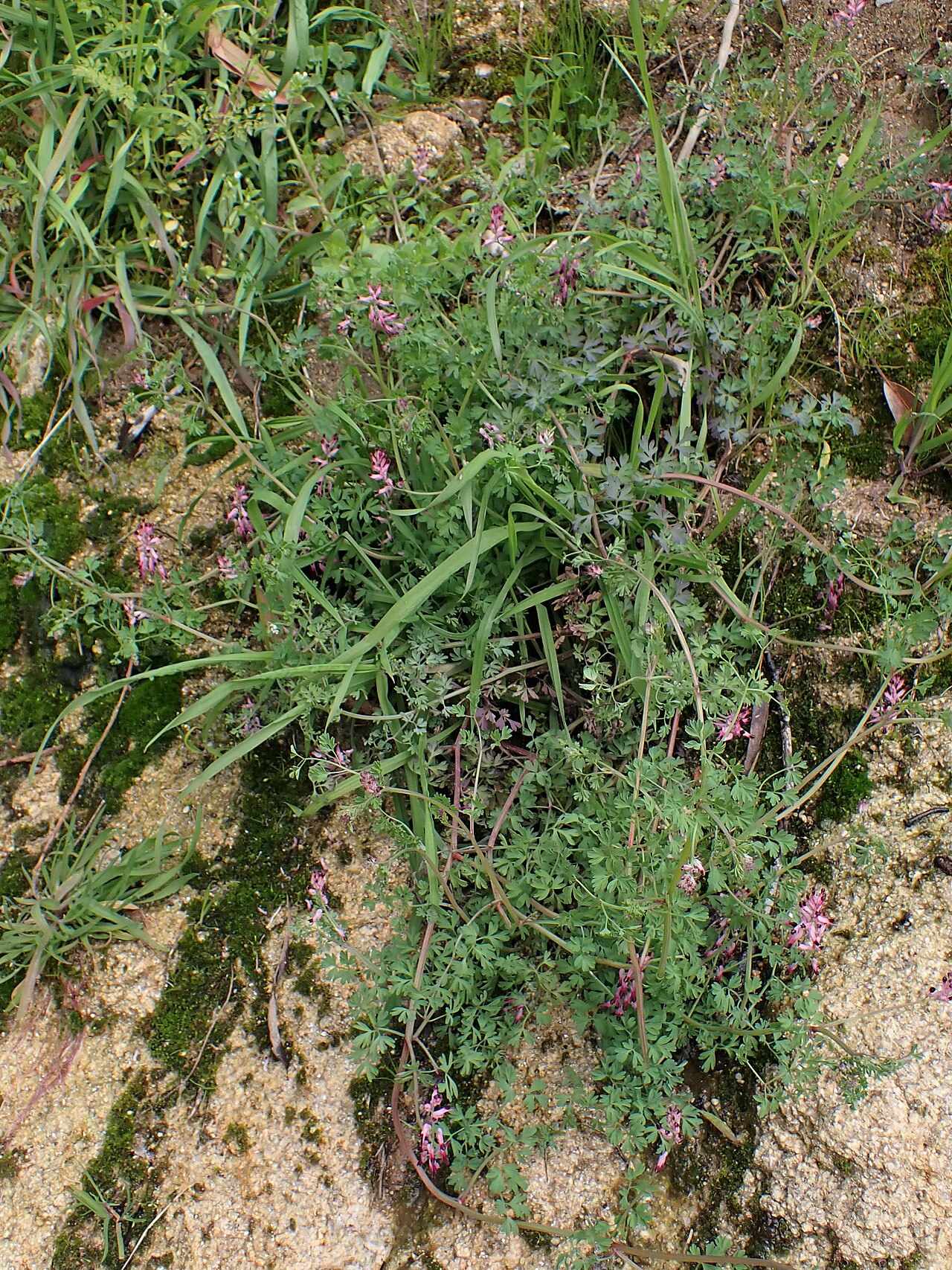 Few-flower fumitory: Fumaria reuteri in Vila Real in N Portugal