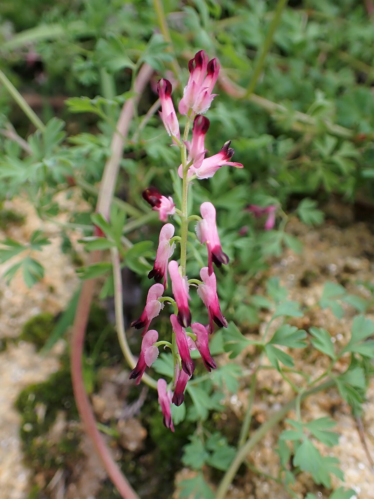 Few-flower fumitory: Fumaria reuteri in Vila Real in N Portugal