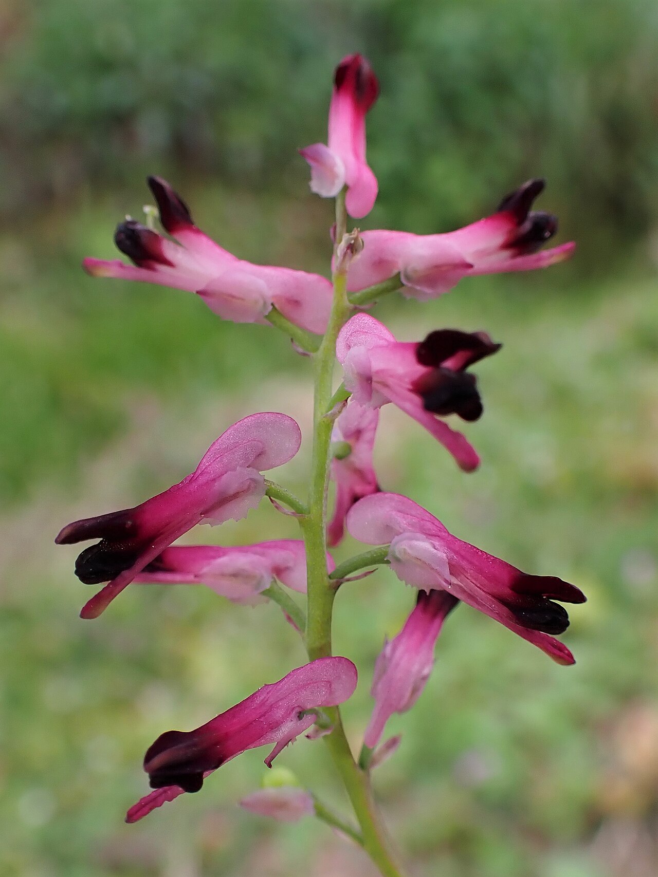 Few-flower fumitory: Fumaria reuteri in Vila Real in N Portugal
