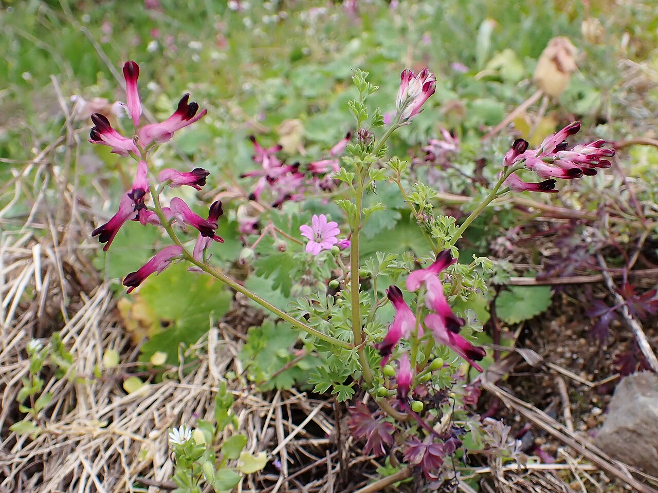 Few-flower fumitory: Fumaria reuteri in Vila Real in N Portugal