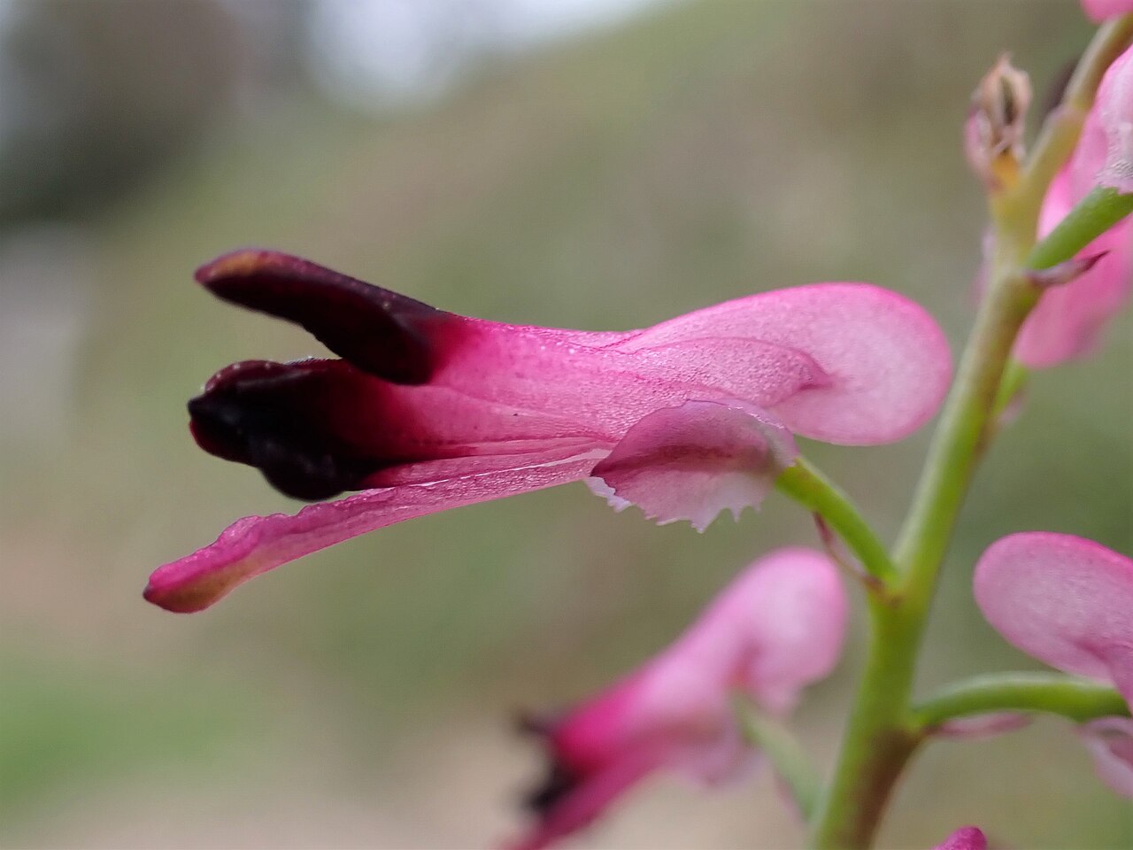 Few-flower fumitory: Fumaria reuteri in Vila Real in N Portugal