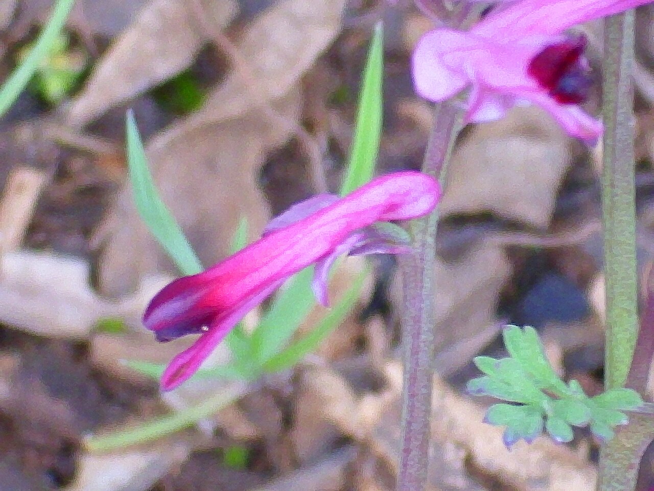 Few-flower fumitory: Fumaria reuteri close up, Sierra Madrona , Spain