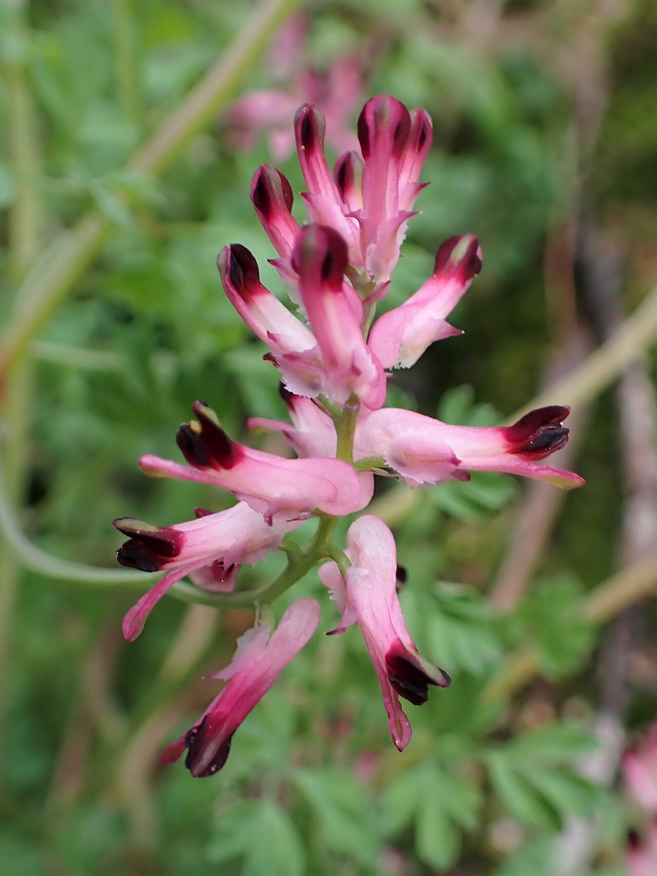 Few-flower fumitory: Fumaria reuteri in Vila Real in N Portugal