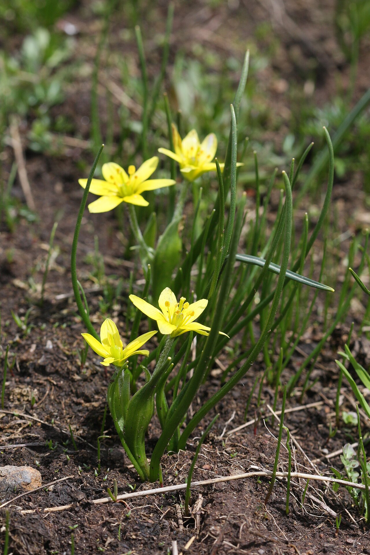 Gagea alberti: Gagea fragifera , Lacs d'Ayous, France