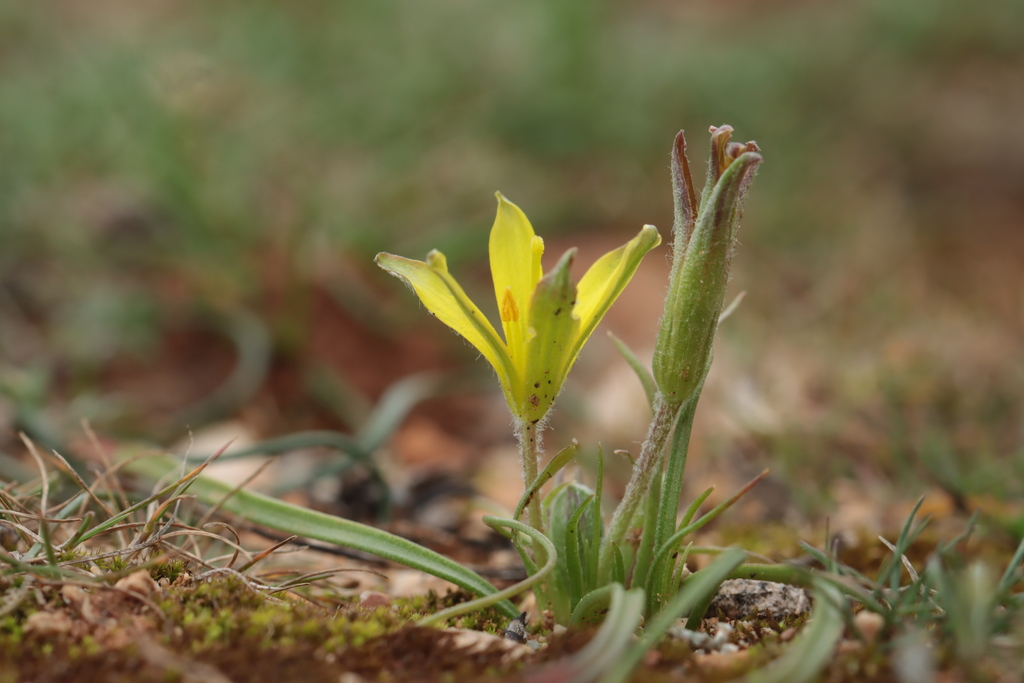Apulian gagea (Gagea apulica)