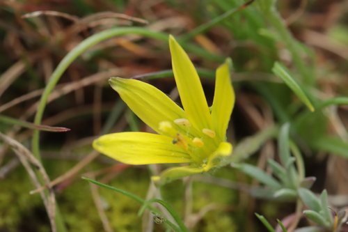 Apulian gagea (Gagea apulica)