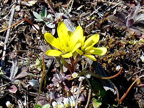 Star of Bethlehem: Зірочки чеські, богемські, Шовіца (Gagea bohemica, Gagea szovitsii) — раритетний вид рослин, занесений до Червоного списку Запорізької областей. Україна. Запорі
