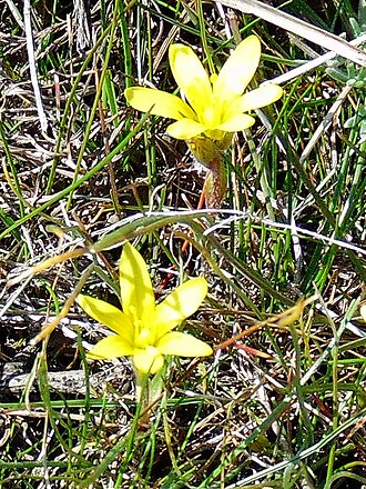 Star of Bethlehem: Зірочки чеські, богемські, Шовіца (Gagea bohemica, Gagea szovitsii) — раритетний вид рослин, занесений до Червоного списку Запорізької областей. Україна. Запорі