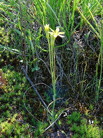 Gagea bulbifera: Зірочки цибулиноносні (Gagea bulbifera) — раритетний вид рослин, занесений до Червоного списку Запорізької області. Запорізька область. Острів Хортиця, узбережж